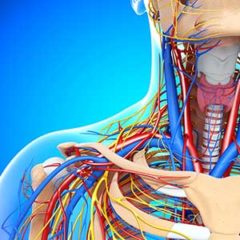 ANATOMY AND PHYSIOLOGY